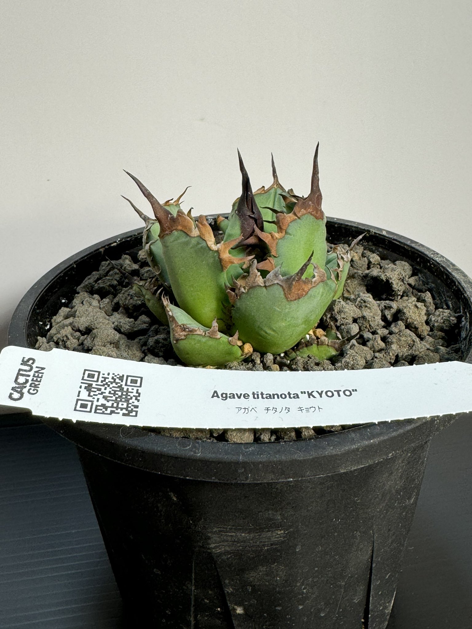 カクタスグリーン - Search / X