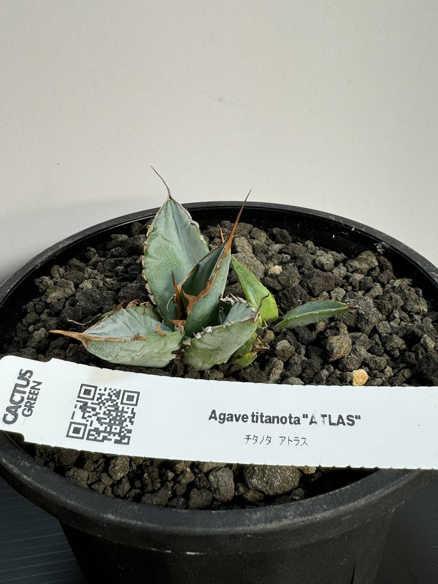 カクタスグリーン - Search / X