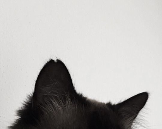 jenoluvr69_'s tweet image. nct dream mini au

— witches and familiars ✨
(with some added chaos)