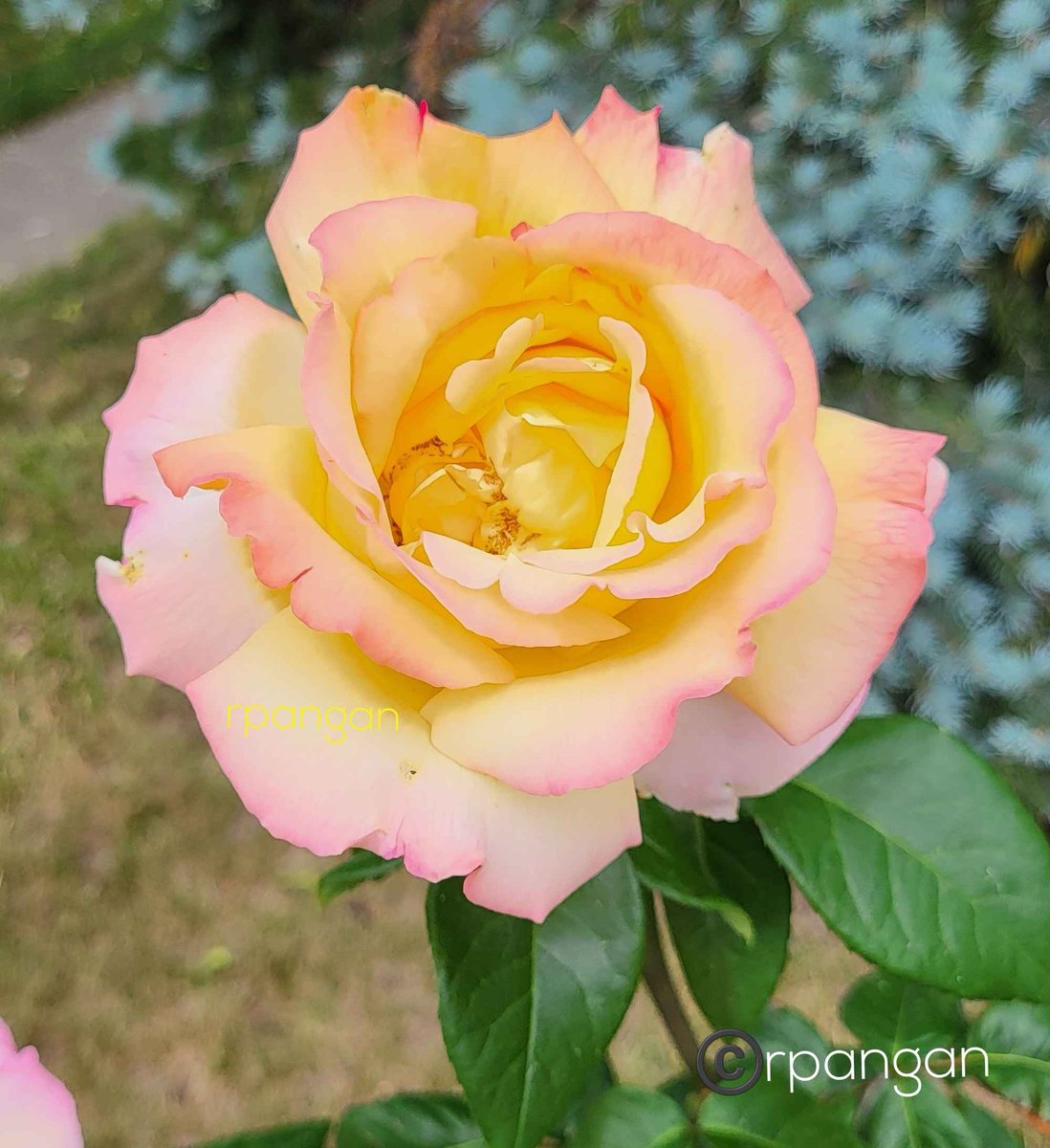 Rosa Peace for #RoseADay #Advent Day 24 and #SundayYellow .
#MerryChristmas #Peace
#PeaceAndLove #Flowers #Roses #GardeningTwitter #gardeners #gardenshour