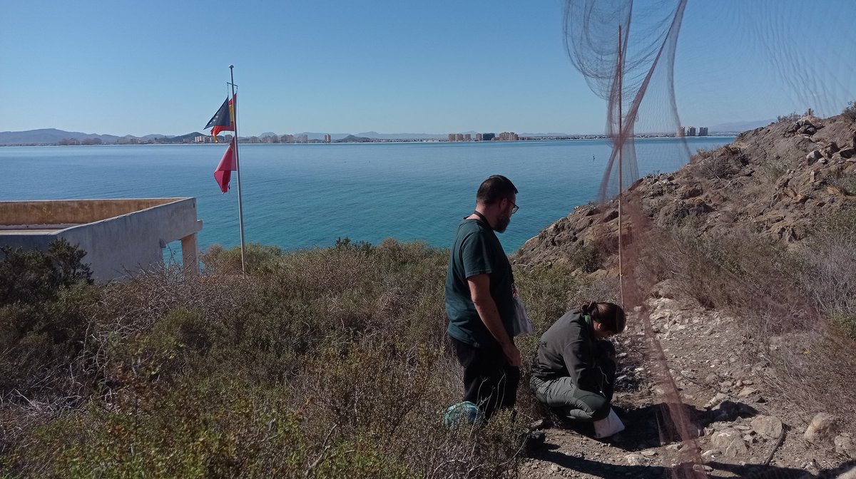 One week on a magical mediterranean island (Isla Grosa, Murcia) making a contribution for bird migration using islands as a stop.