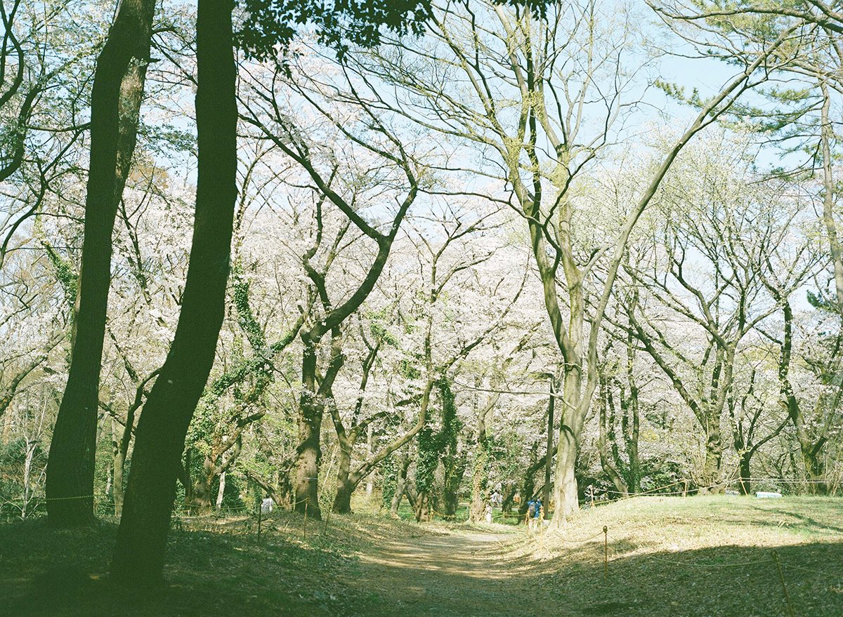 inao_toshiaki's tweet photo. WAIKIKI PHOTOGRAPH
deep into you , yoyogi park japan
#yoyogipark
#japan
#代々木公園
#日本
#deepintoyou
#greggkarukas
#lookingup
#inspring2022
#2022年の春
#ストリートスナップ東京
#flowers
#streetphotography
#streetsnap
#mamiya
#mamiya645
#waikiki_inc_photograph https://t.co/IVifzUiWq1