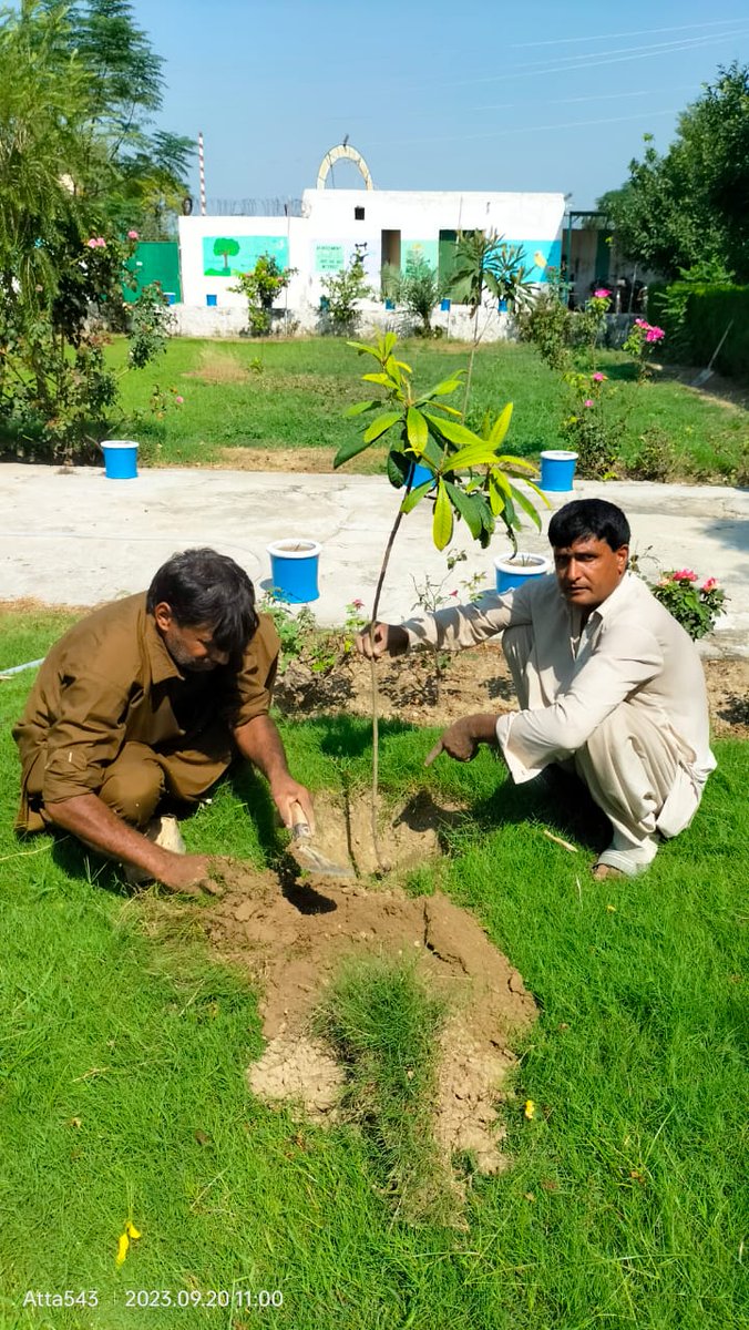 I heard about @ImranKhanPTI and @aminattock 10 Billion Tree Tsunami & thought to join in there too. Whilst visiting #Pakistan this year I saw the price of fruit was sky high esp for those on low incomes . So thought, maybe this is the answer