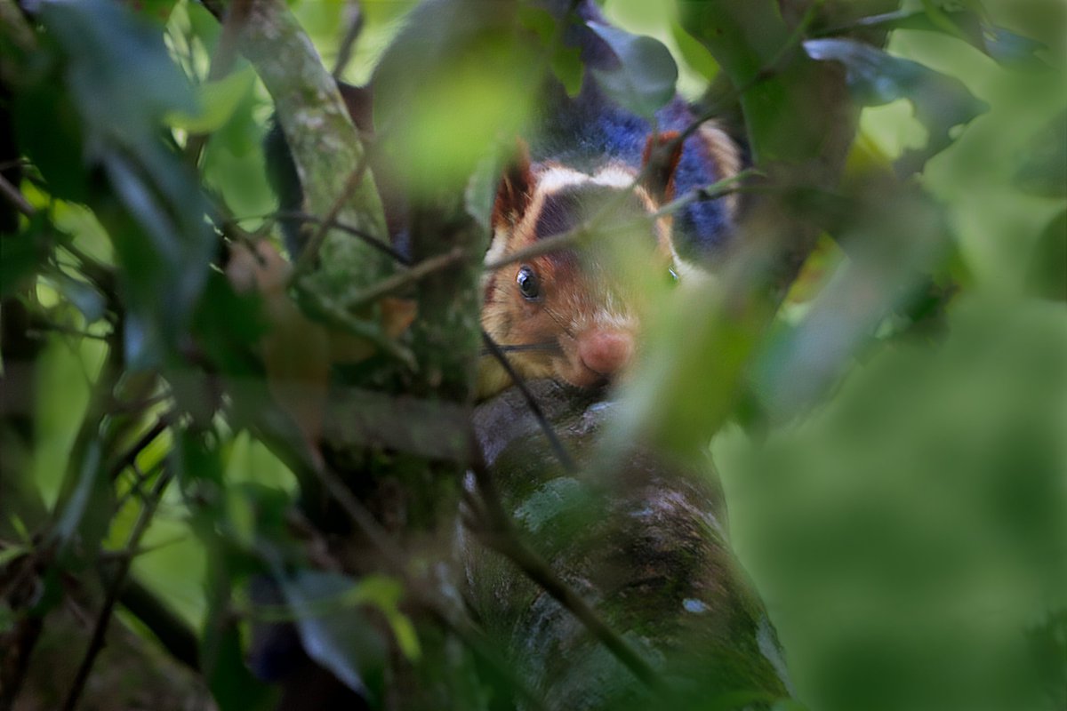 Indian giant squirrel in Gavi forest #birdnames #birdoj #365DaysWild #birdphotography #indianbirds #birdsofindia #NatureBeauty #IndiAves #NaturePhotography @wildlifetoursug @Wildphoto4all @southdevonbird @Wildlife_Photo @WildIndia1 @cwsindia @birdnames_en