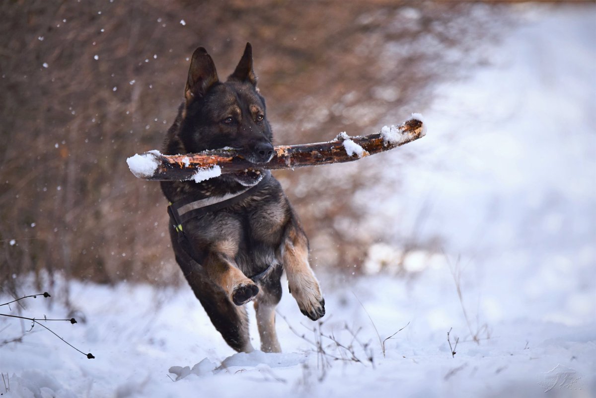 CanineTreasure's tweet photo. Perfect photograph🫶
.
#Dog #GermanShepherd https://t.co/B48SeKWJP3
