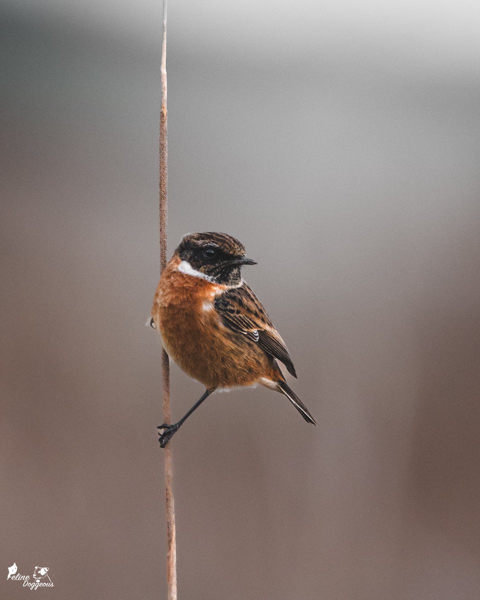 Last Christmas I got my first ever Stonechat and here I am again, exactly one year later with my second! 🥰