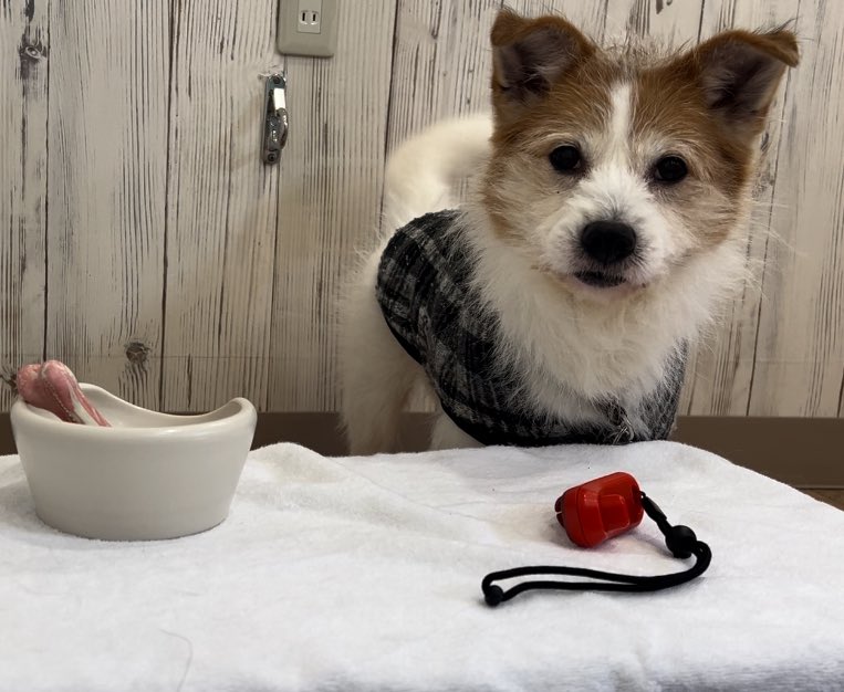 doglifeplus111's tweet photo. 久々にトレーニング動画

シェイピングやら条件付けやらクリッカートレーニングのベースには難しい言葉もありますが、
要は何を強化したいか？
そのタイミング！！

この度はあえて音声付きです。
(何をしているかわかりますか？)
#doglifeplus
#東広島市
#広島いぬしつけ
#クリッカートレーニング https://t.co/okJY67HeSm