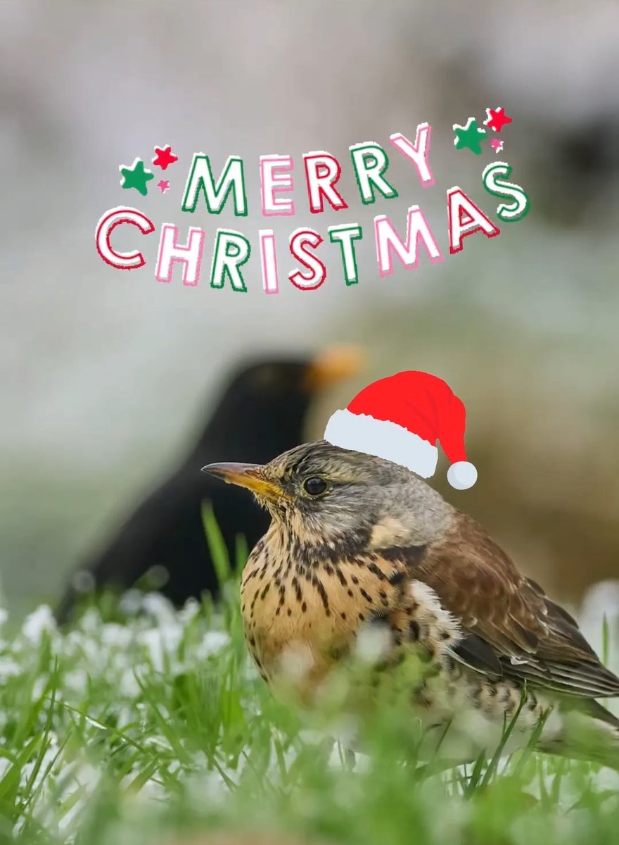 Merry Christmas folks, have a great time all. Wintery thrushes. Hope we have some snow this winter!
#olympus #om1 #mzuiko300mmf4 
#mirrorless #photography #wildlifephotographer #birdphotography  #devonphotographer #fieldfare #blackbird #birding #omsolutions #winter
