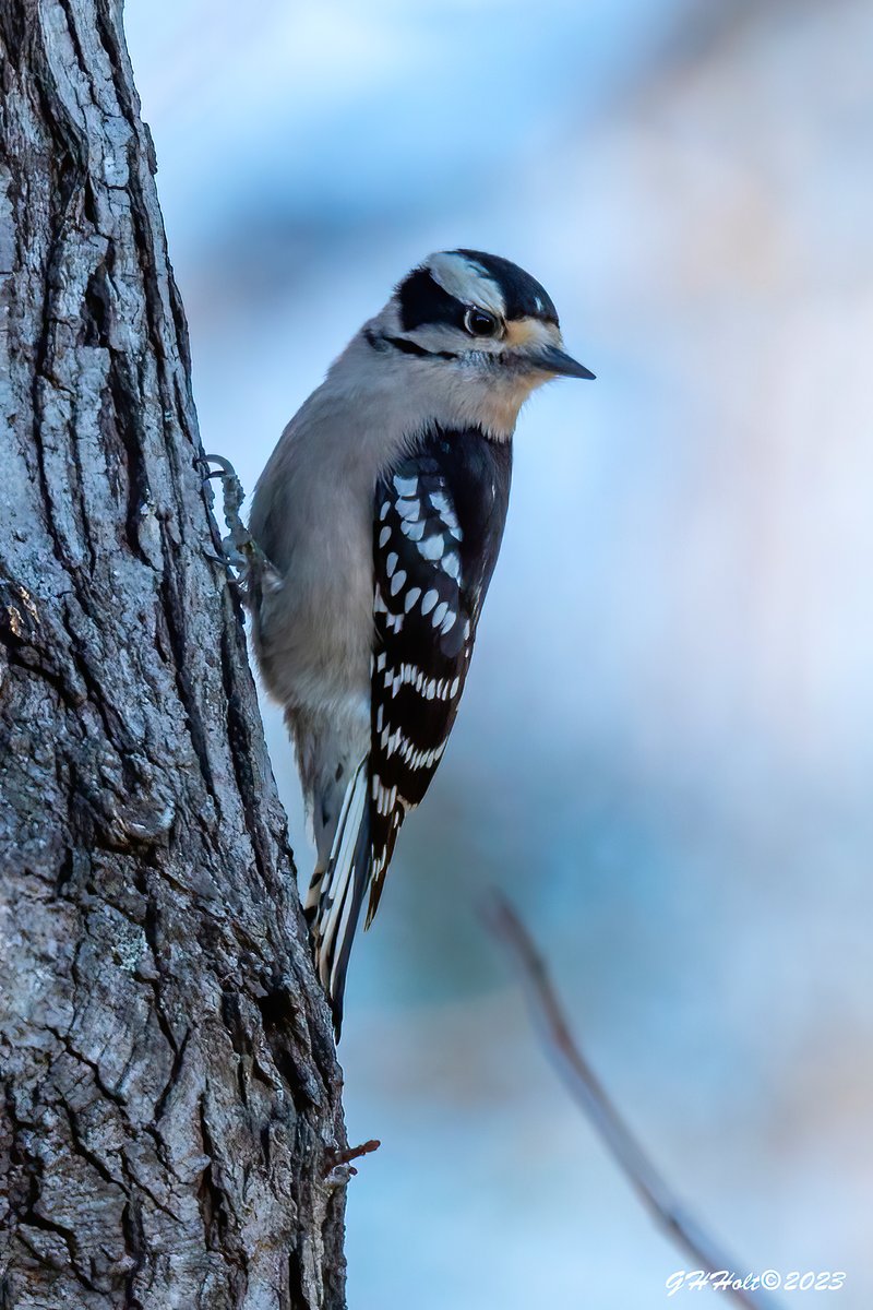 A little Downy Woodpecker on a cold December afternoon.
#TwitterNatureCommunity #NaturePhotography #naturelovers #birding #birdphotography #wildlifephotography #DownyWoodpecker #WoodpeckersofTwitter
