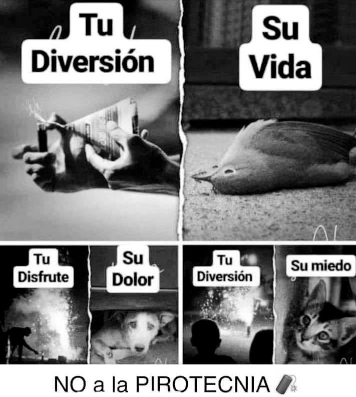 albacoduttivet's tweet photo. POR FAVOR, HOY DIGAN #NOALAPIROTECNIA 

La fauna silvestre sufre y muere, las mascotas sufren y mueren, los bebés sufren, las personas con TEA sufren… 

Cuando tu diversión causa sufrimiento, debes parar. https://t.co/PxVJ3piIkS