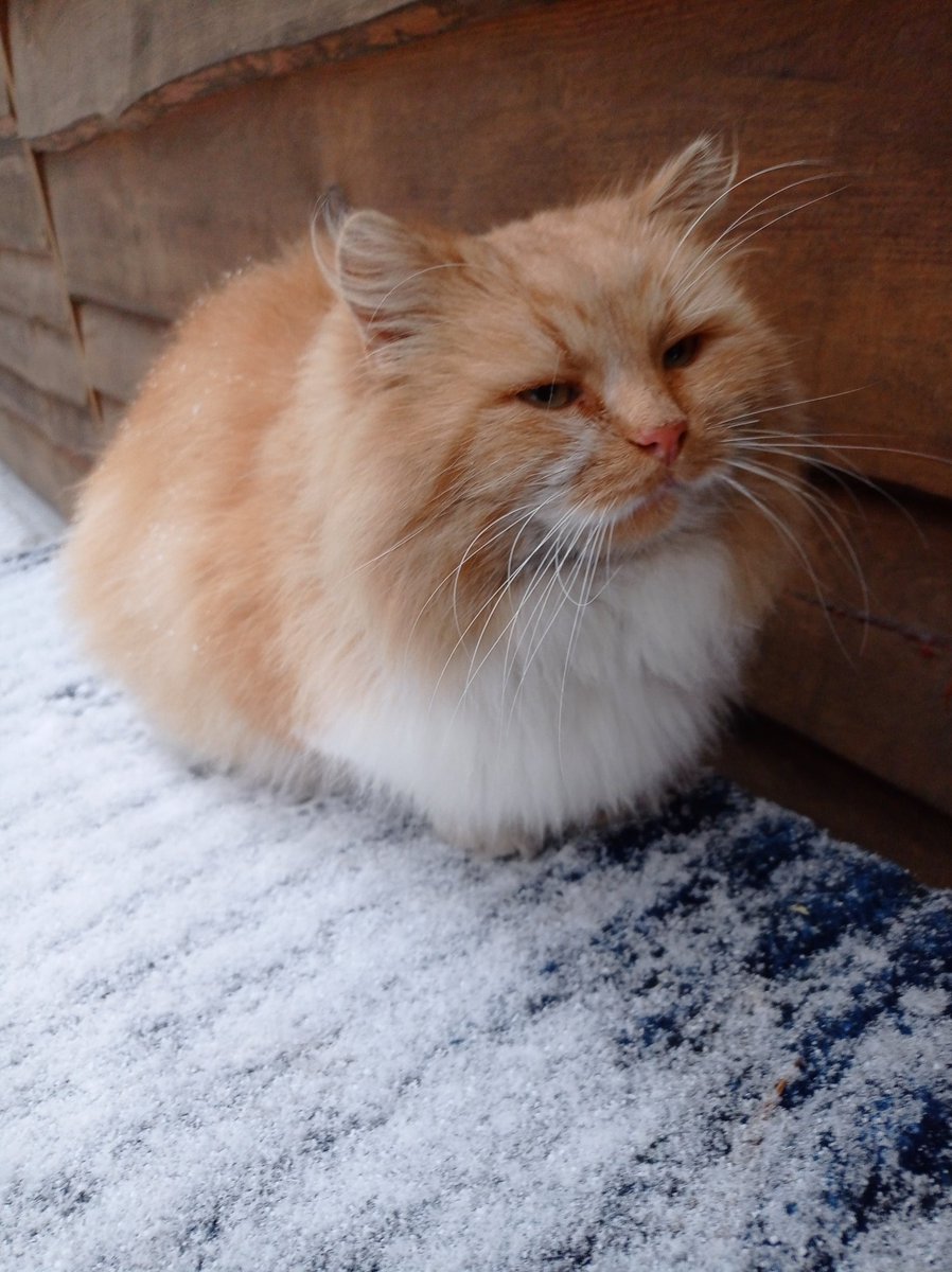 Орбитальный Пивоносец Сизый Нос (@_ir4i_) on Twitter photo 