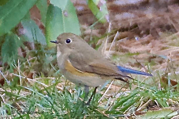 Lotus Winnie Lee tweet media