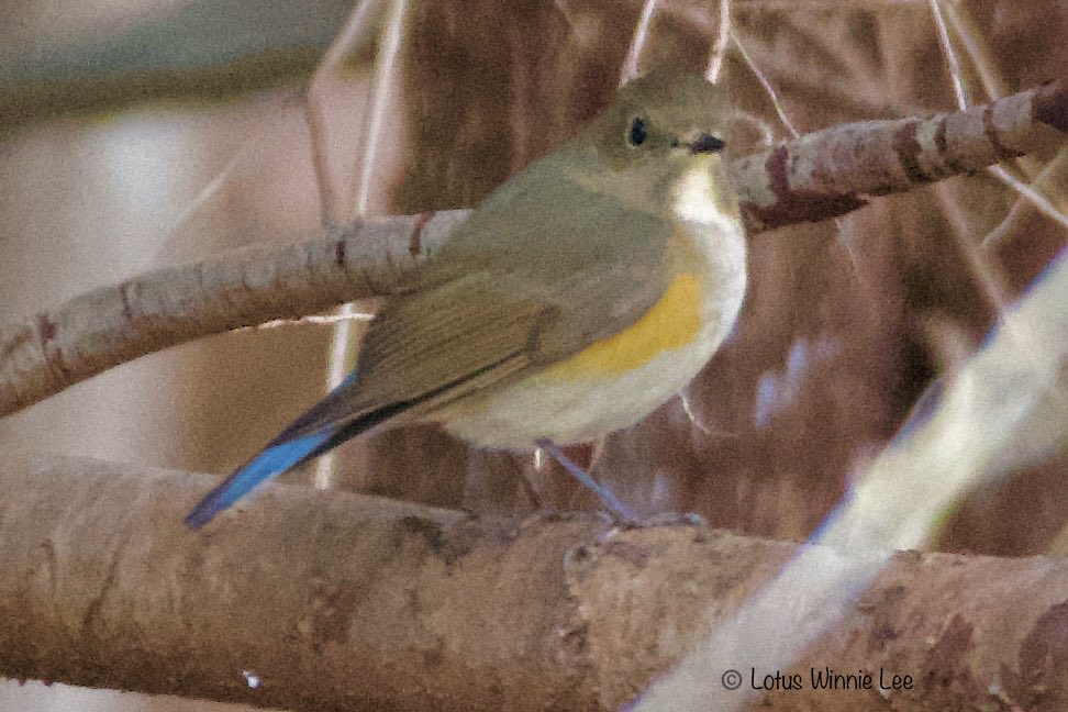 Lotus Winnie Lee tweet media