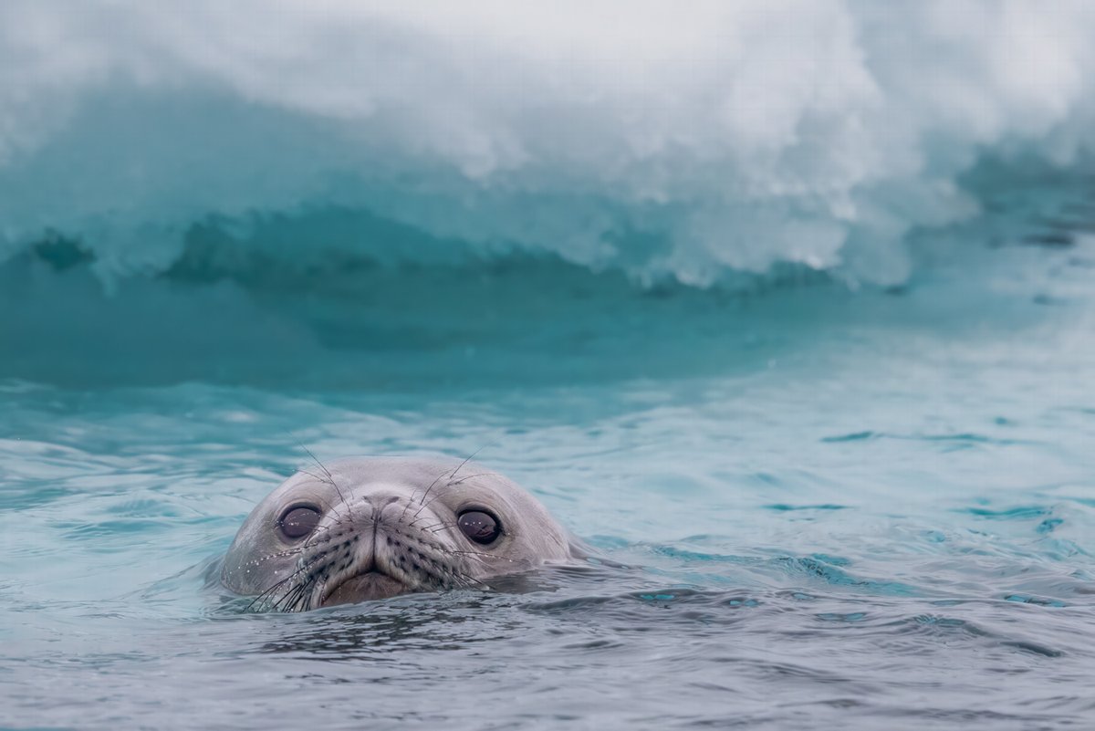 Weddell seal, Antarctica  #photography