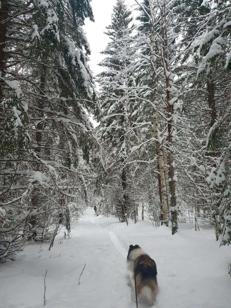 Merry Christmas ❄🎄🎄