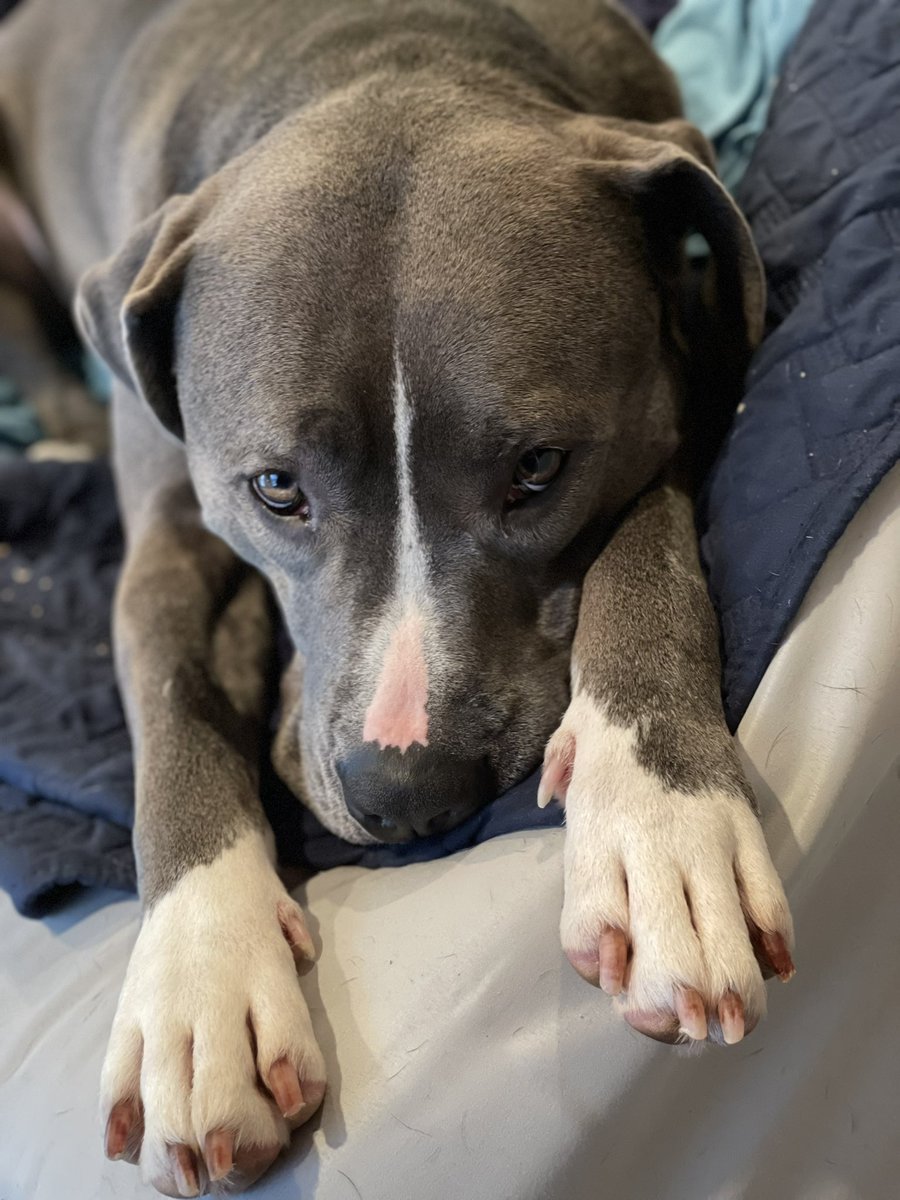 My sweet, sweet foster dog Goliath is still waiting for his forever home. He can be a bit excitable at times, but he tries really hard to be good and is a quick learner. (Apparently he only knows how to look really sad in pictures though.) You can adopt him thru @BARCS_SHELTER !!