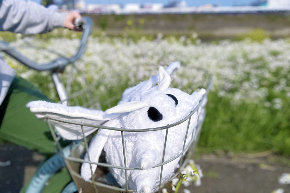 Big, fluffy moths stuck in bicycle baskets
