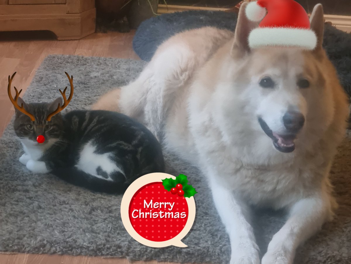 From Mr Tabius and I, we wish you all a very Merry Christmas and a wonderful New year! ❤️🐾