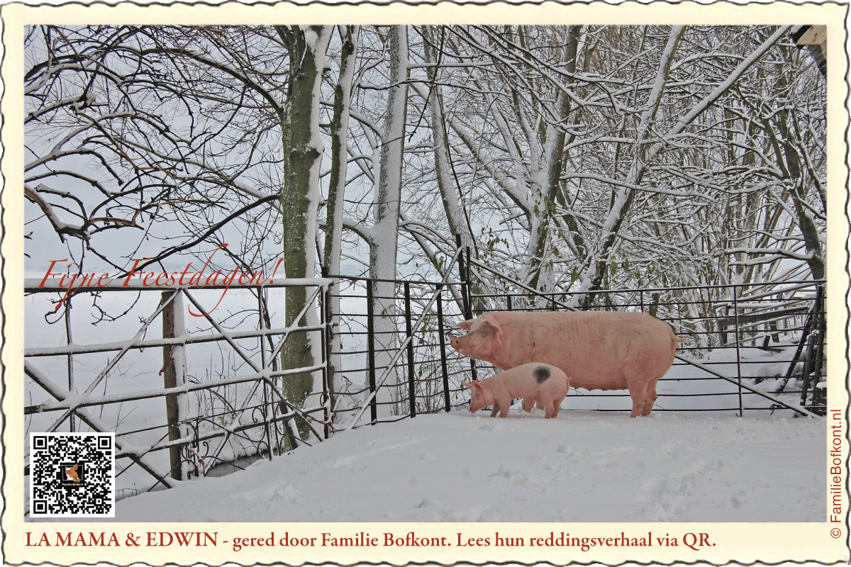 FamilieBofkont's tweet photo. KERSTMIS VOOR GEREDDE DIEREN

'Sneeuwpret voor Familie Bofkont. 
Leuker wordt het niet.
De sneeuw bedenken we er dit jaar gewoon bij.
Dat fleurt de wereld tenminste weer wat op.'

Verder
https://t.co/U6fYozjpIf

#dieren #varken #koe #gered #kerst #sneeuw #feestdagen #kaartje https://t.co/gxUcF1tHCK
