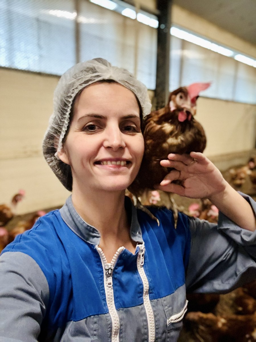 🐓🐝Les Jolies Rousses 🎥🥚 tweet media