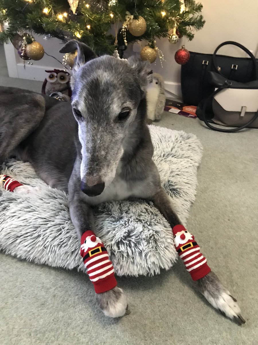 MrSocks__'s tweet photo. Socks in socks 🧦 
I’m not sure… 

Merry Christmas, friends 🎄 🐾 https://t.co/muXn0O6nrL