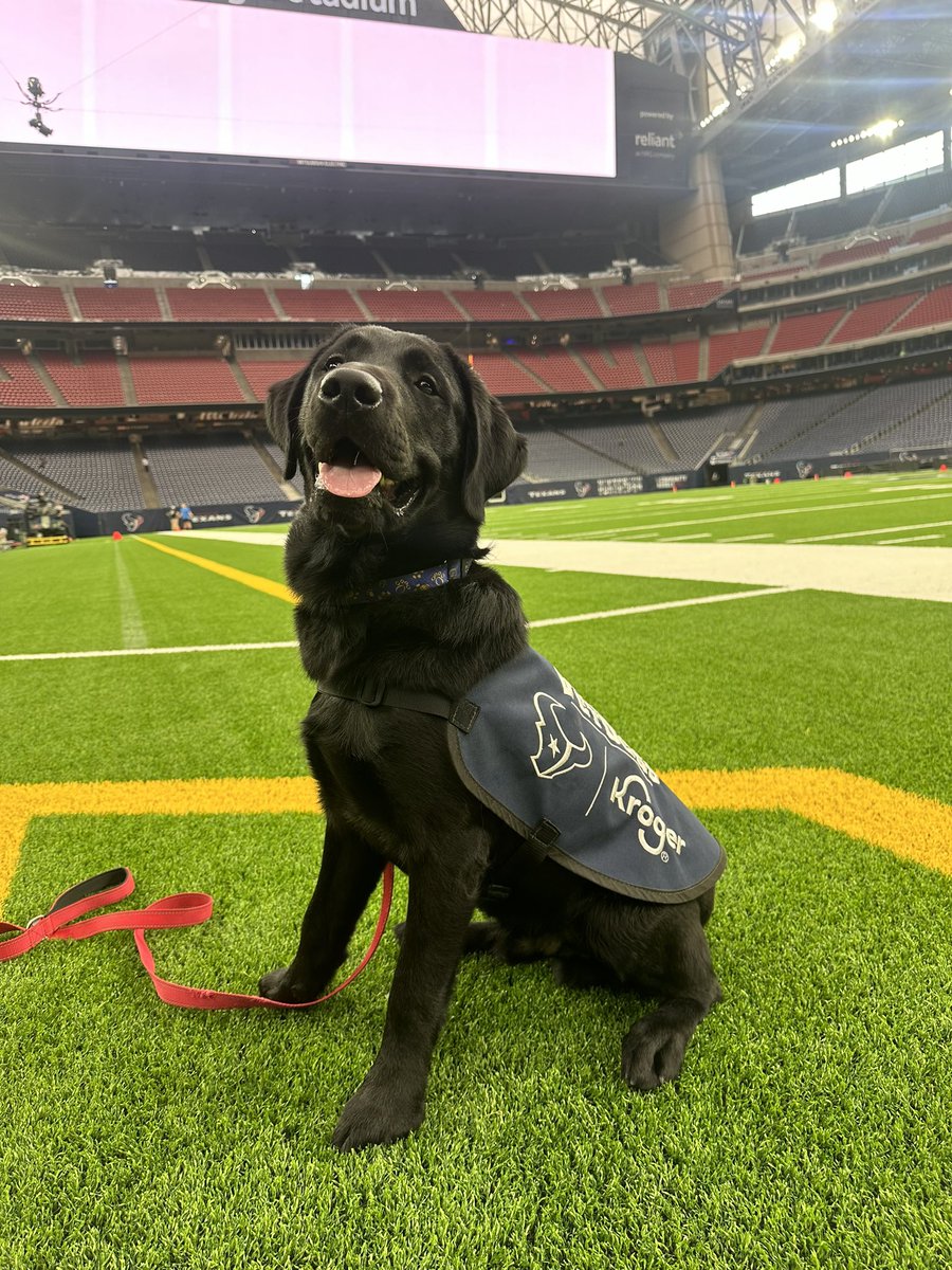 Blitz the Texans Pup tweet media