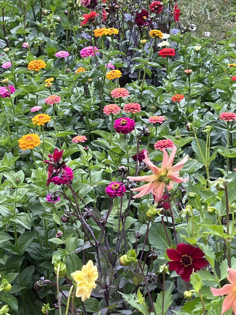 For any new followers, this is hopefully what the cutting patch will look like again next year! 🌱🌸💐🌱