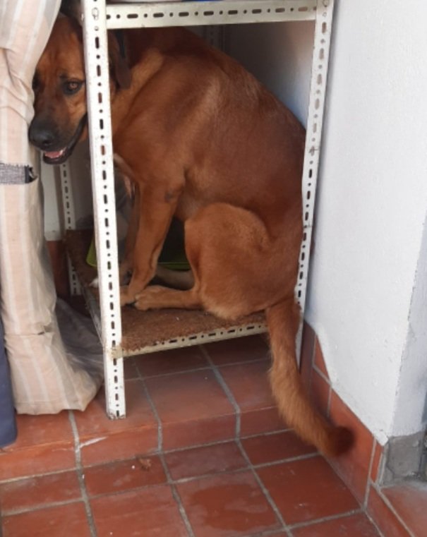 Basta de juegos pirotécnicos, no saben el daño que causan a los animales y personas adultas. 😡 Que su regalo de Navidad al mundo sea celebrar sin pirotécnia