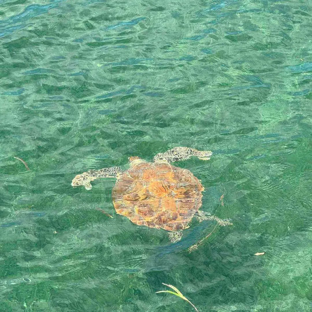 veshisaafu's tweet image. Friendly #turtles in our ocean.Just say NO to plastics! Sea turtles and other ocean life mistake plastic as food and ingest it. Photo credit goes to lanaa.miin #saveturtles🐢
#savemarinelife #saveseaturtles