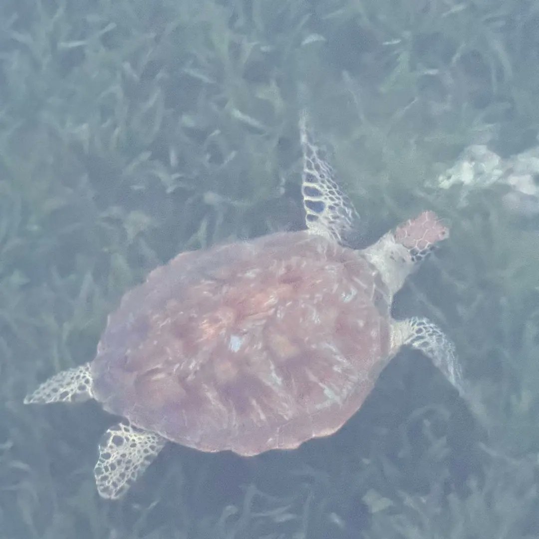 veshisaafu's tweet image. Friendly #turtles in our ocean.Just say NO to plastics! Sea turtles and other ocean life mistake plastic as food and ingest it. Photo credit goes to lanaa.miin #saveturtles🐢
#savemarinelife #saveseaturtles