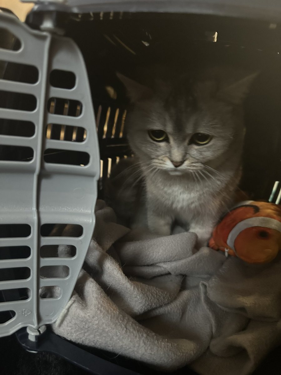 Sevkaanvl's tweet photo. Meine Katze ist vom Balkon runtergefallen (12 meter hoch) und wir sind jz an weihnachten auf dem weg zur tierklinik. 

wünscht uns glück 😕😺 https://t.co/Lz87HRrz6E