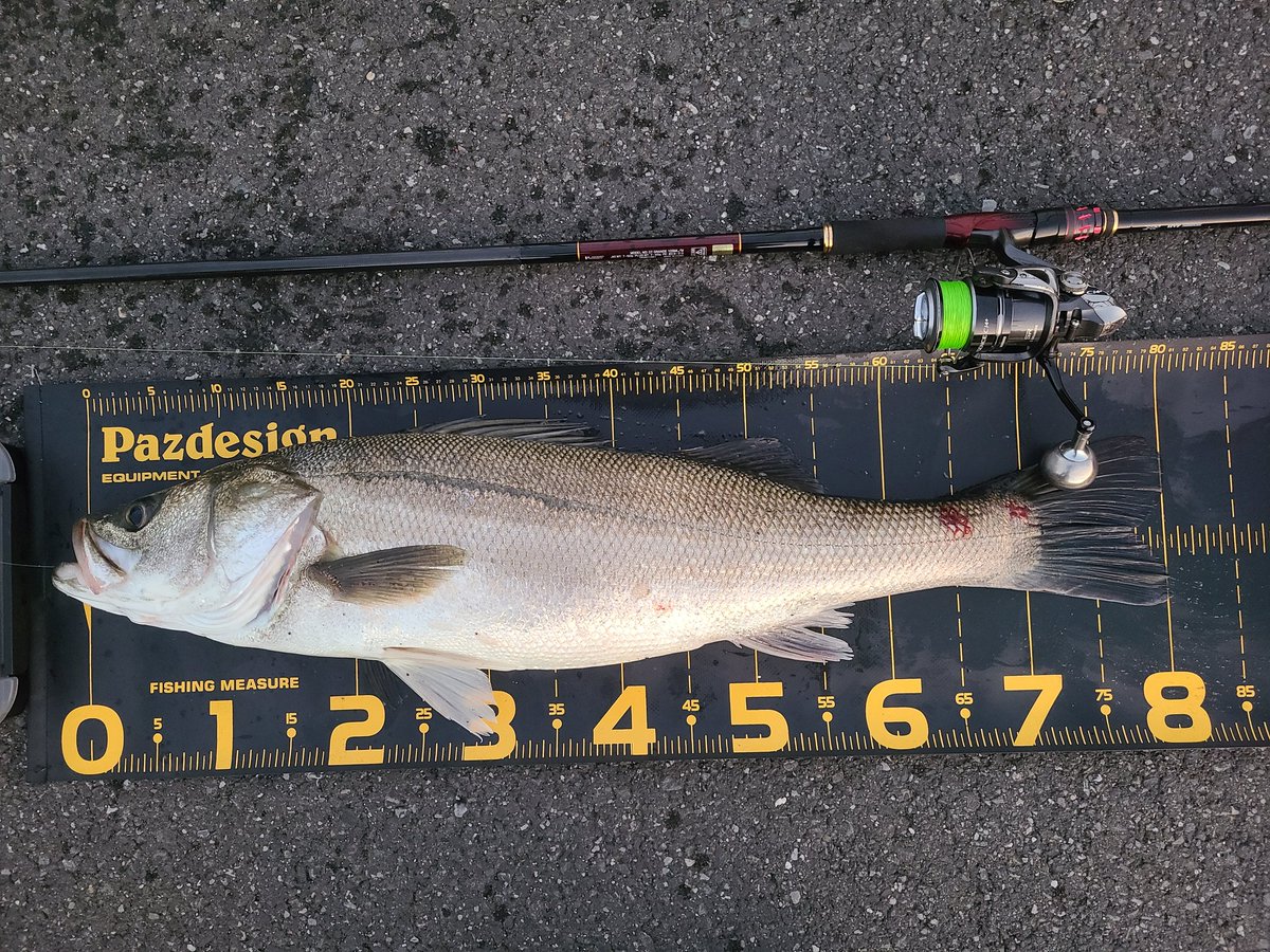 otot_fishin's tweet photo. ブローウィン丸呑みランカー
 #シーバス
 #東京湾奥 https://t.co/7K8rCIL9W8