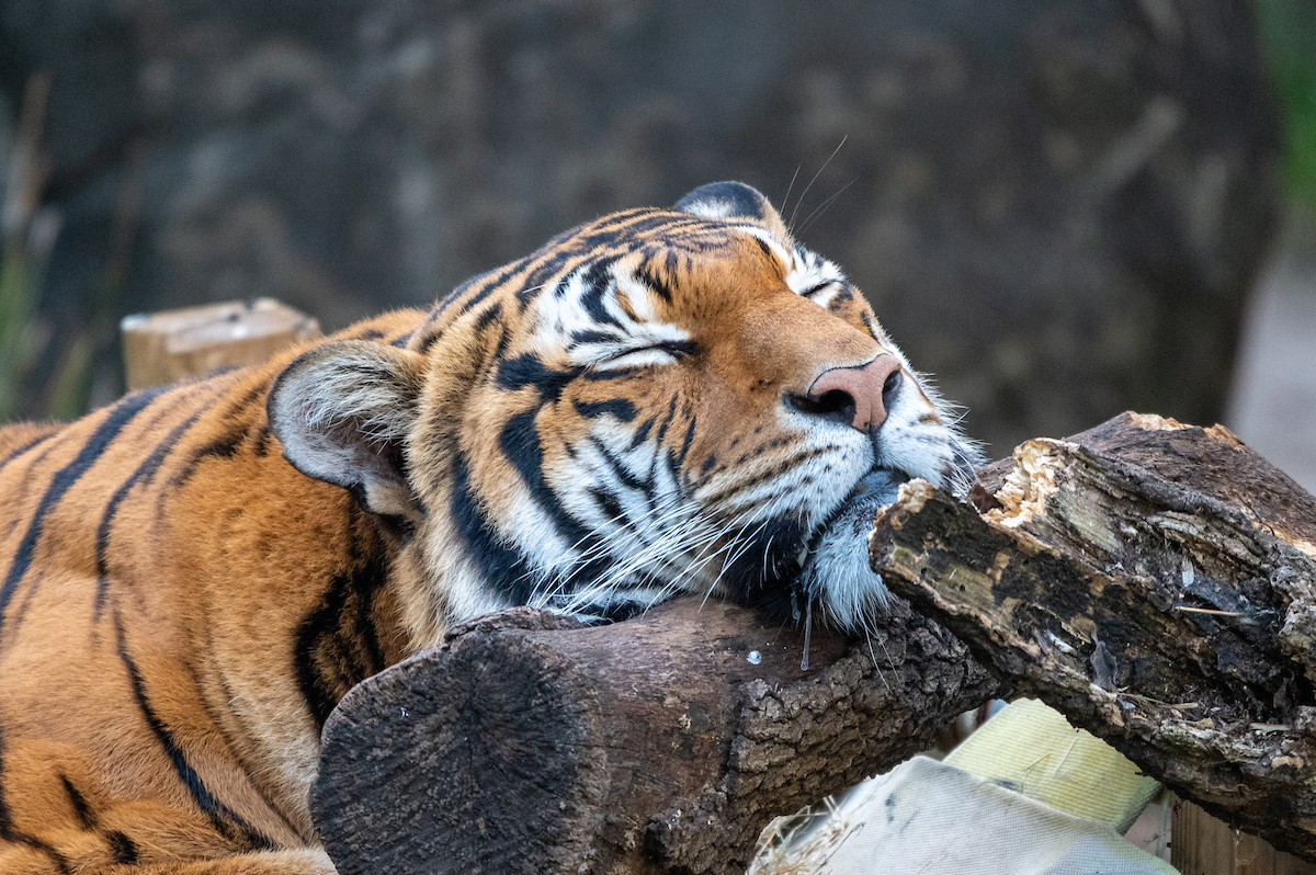 Happy Christmas Eve! We’ll be open today from 9am to 2pm, with last entry at 1pm, and closed for @txuenergy presents Zoo Lights tonight. We will reopen on Dec. 26 for you to see our animals and visit Zoo Lights. 📸: Zoo Volunteer Matthew G.