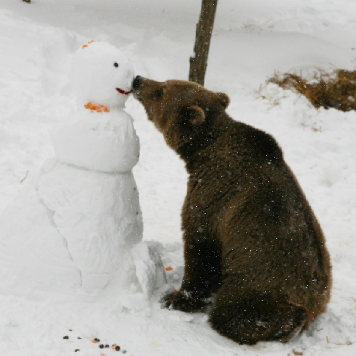 Happy Holidays to all of you! What a great day to share some of our favorite moments with you. A few years ago, our bear, Pashuk 🐻, at our @kosovo_bears , was introduced to a snowman ⛄️ and particularly liked his nose.🥕