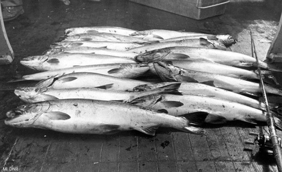 Katie O'Reilly (@drkatfish) on Twitter photo To many, the idea of introducing Pacific salmon to the #GreatLakes was seen as the best #Fishmas gift ever - it spawned a multi-billion dollar fishery. The first Coho spawning run in 1967 sparked "Coho Fever" among anglers + created a coastal economic boom #25DaysofFishmas To many, the idea of introducing Pacific salmon to the #GreatLakes was seen as the best #Fishmas gift ever - it spawned a multi-billion dollar fishery. The first Coho spawning run in 1967 sparked "Coho Fever" among anglers + created a coastal economic boom #25DaysofFishmas