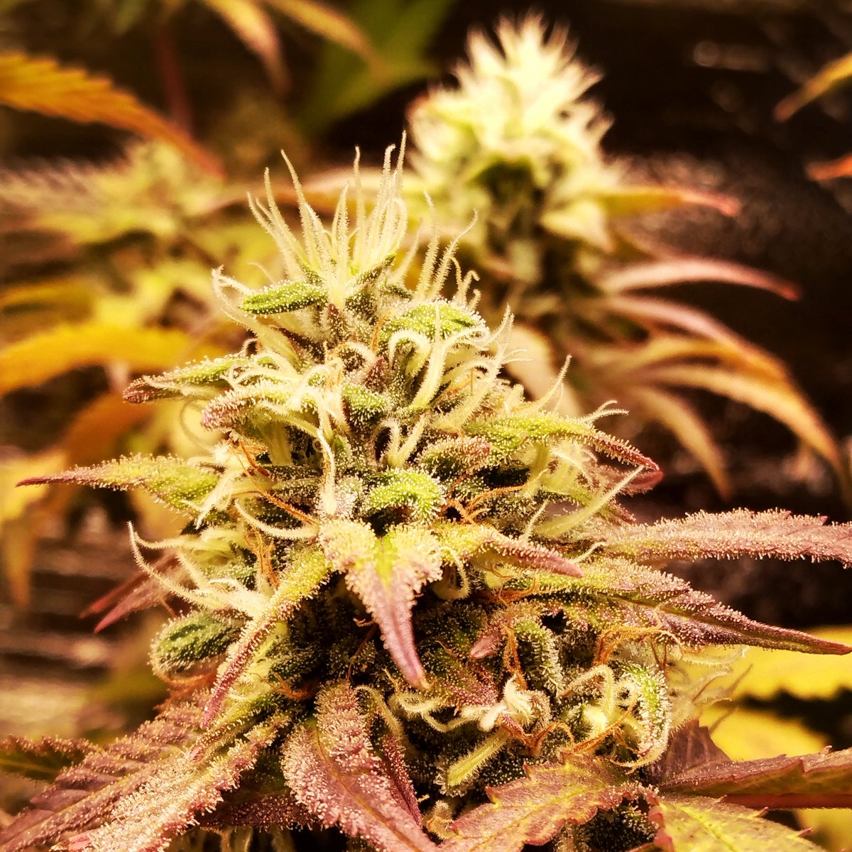 Cryptof97892286's tweet photo. Good Morning and Merry Christmas Eve. Sweet Tea bred by Subcool, finishing up strong. She's smells of ripe fruit. Have a great day. #Mmemberville #cannabisgrower #StonerFam #420
#getlit #wakeandbake #Christmas https://t.co/VKntiBMD7A