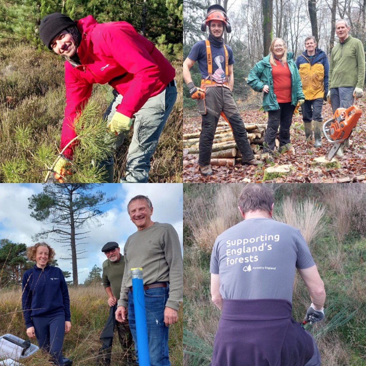 It's been a busy year in #DorsetForests with a wide range of conservation & wildlife projects, forestry works, community events, and educational campaigns carried out. Thank you to all of our staff, partners and volunteers for helping to care for this very special place 💚