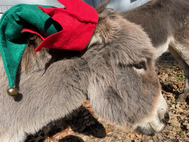 Wishingyou a magical Christmas! @ChristmasCount @christmas @DonkeySanctuary