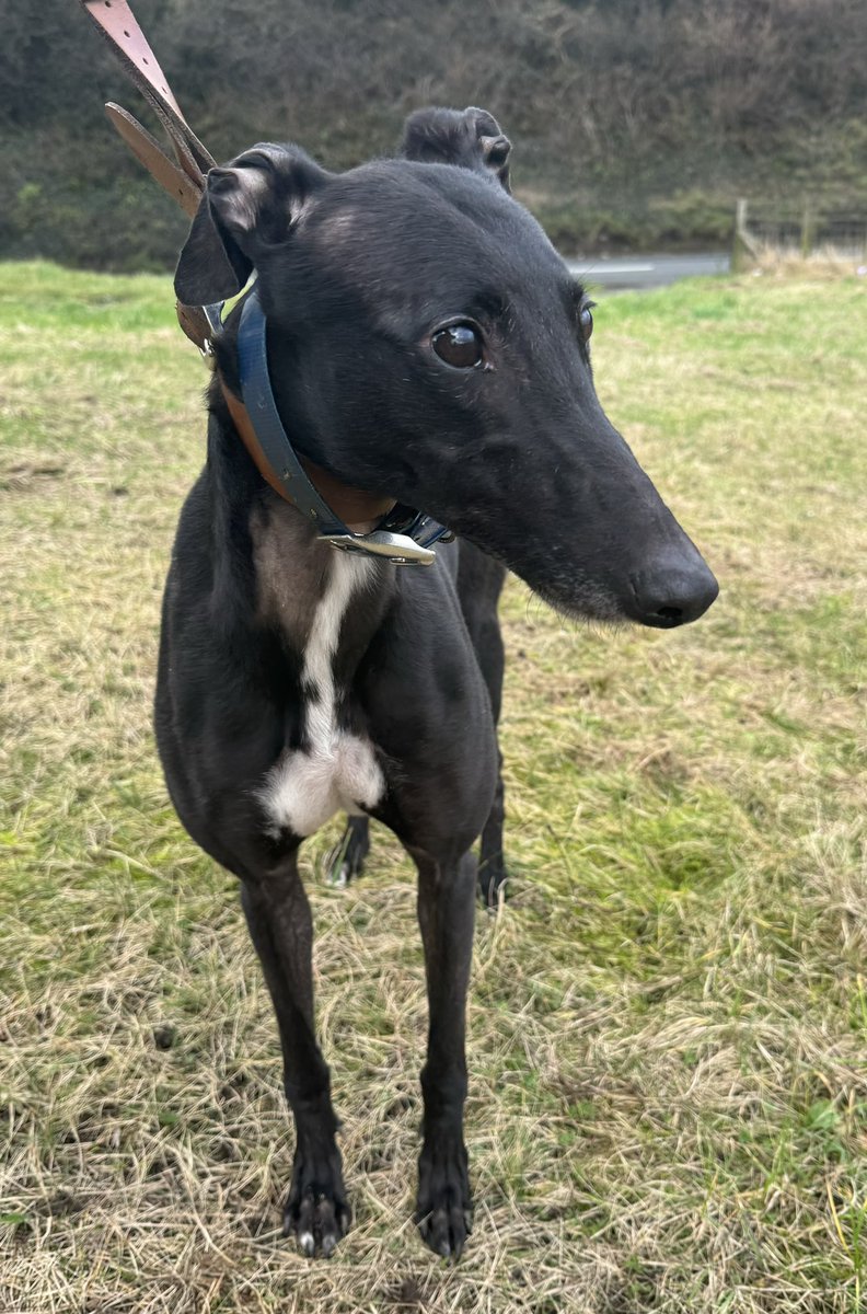 Just added to the Cumbria @greyhoundtrust website - #OverTheRoad Black bitch, 5 years 7 months 163 races at @NewcastleDogs with 30 🥇 ! Roady has joined her sister #WalkInTheTide today in looking for her forever home! She's a beautiful sleek black girl, with a shiny coat..