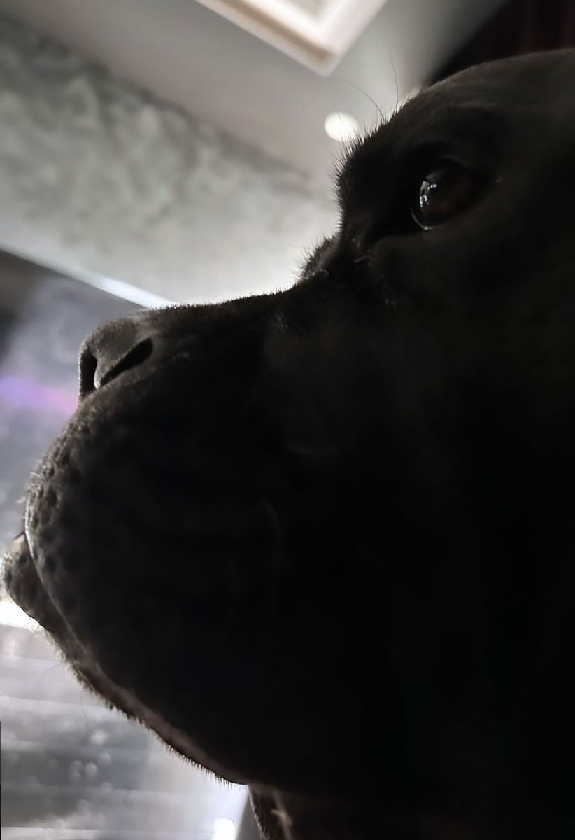 my dad said your side profile is so cute 💜✨🐾