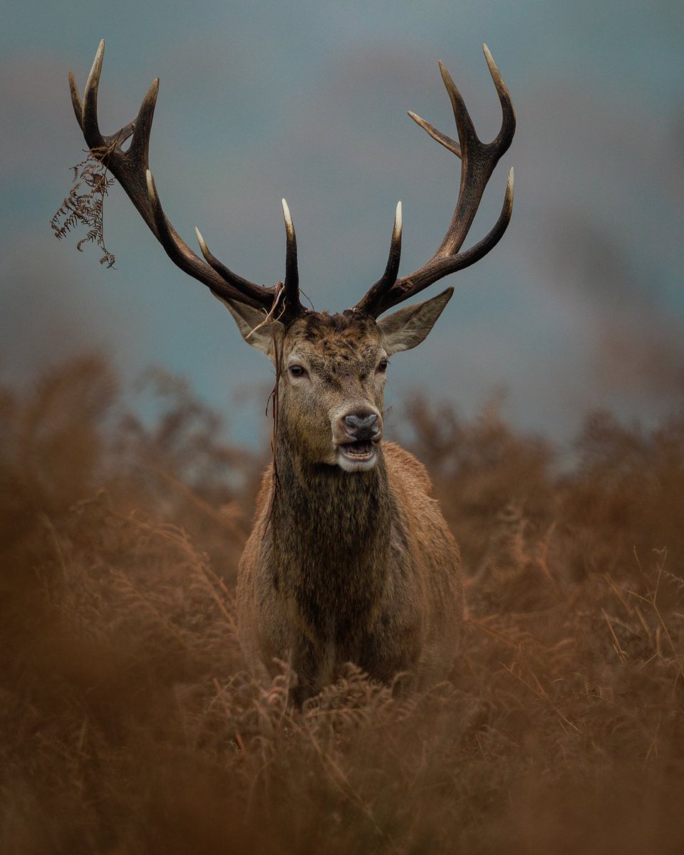 Happy Christmas!

@Natures_Voice @Team4Nature  #TwitterNatureCommunity #liveforthestory #BBCWildlifePOTD @wildlife_uk #animals @CanonUKandIE @Britnatureguide @iNatureUk @NatureUK @BritishDeerSoc