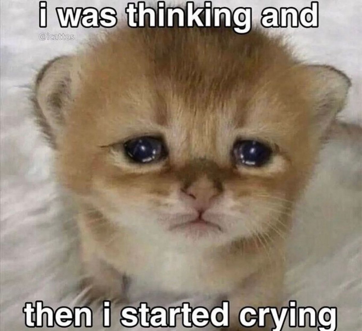 Posts Of Cats (@postsofcats) on Twitter photo 