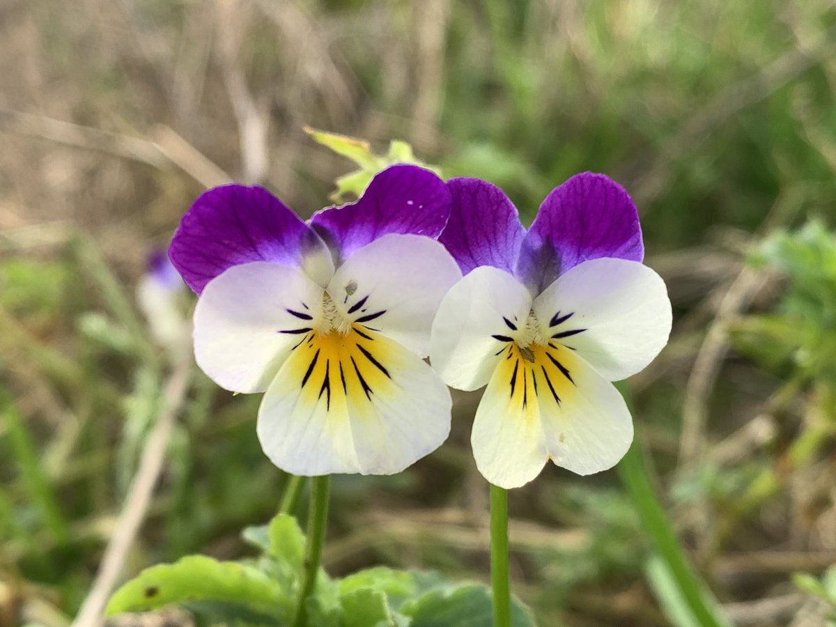 Viola x contempta with its parent species Field Pansy Viola arvensis and Heartsease Viola tricolor, with #NorfolkFloraGroup this weekend in a beet field at Thursford, Norfolk #Wildflowerhour