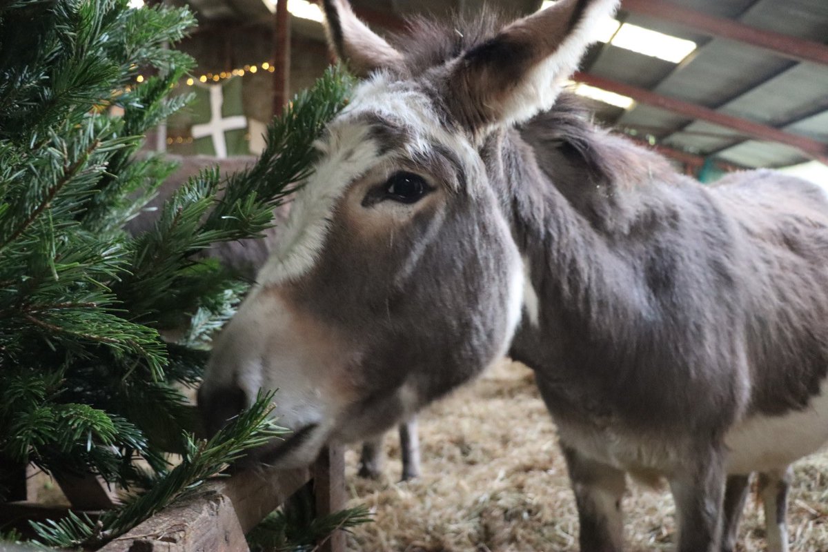 We’ve got the pre Christmas snacks sorted and we’re ready for the festivities thanks to the support of an amazing team. So, all that’s left to do is enjoy. 

Sending best wishes to you and yours. 

#caenhillcc #donkeys #wegotdonkeys #christmastree #christmassnacks #christmasready