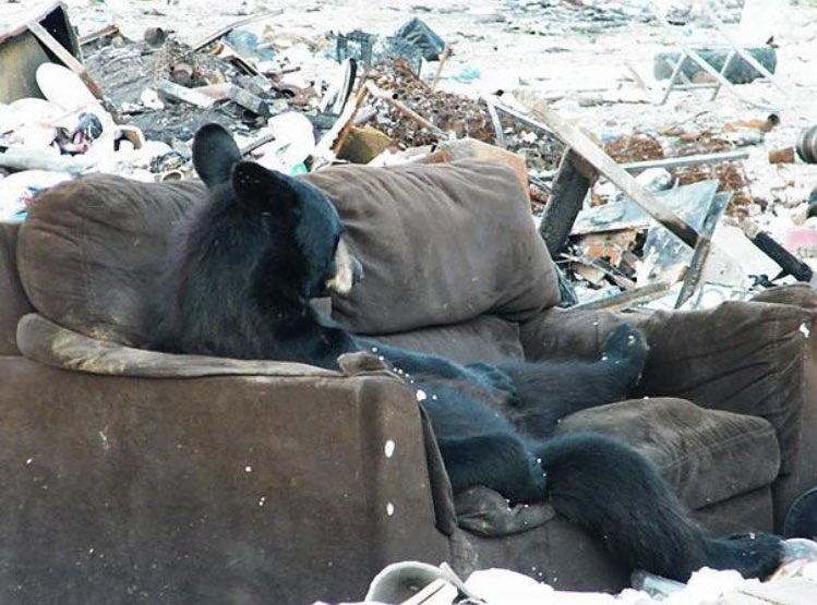 BearPosting's tweet photo. https://t.co/cvt3AjNh1R