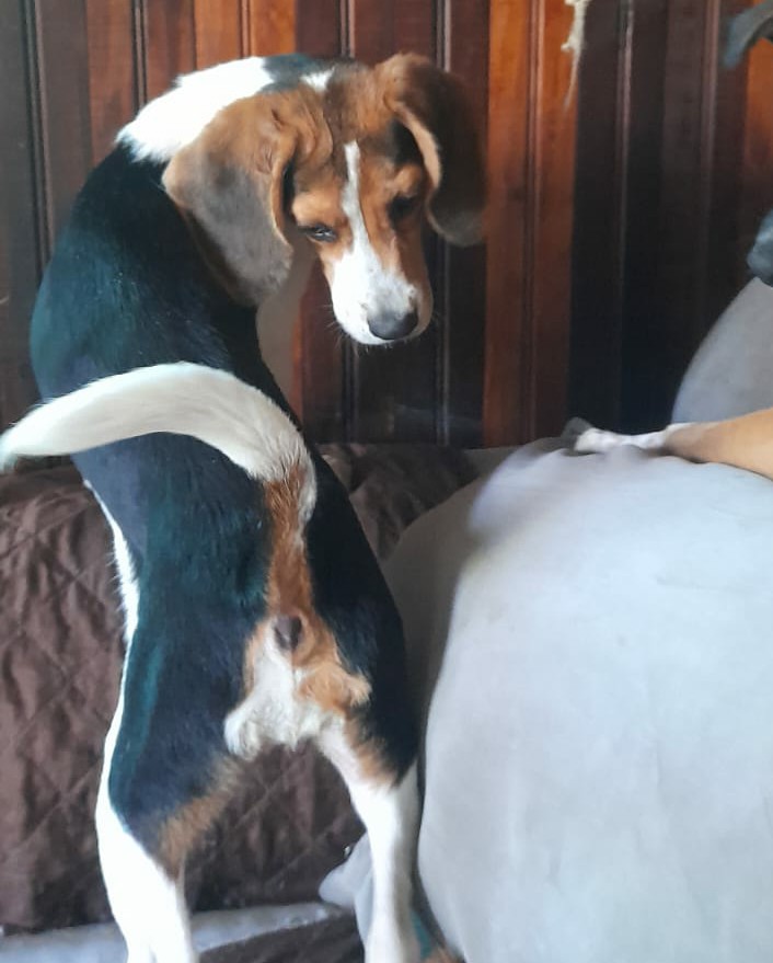 radiolaflorida's tweet photo. Felices fiestas...
Nos avisan de esta mascota encontrada, en la comuna de #LaFlorida, más detalles al numero wsp de #radiolaflorida 965597302 https://t.co/c8PaByj8bN