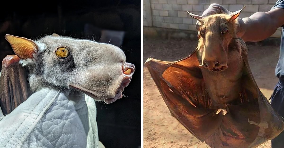 هذا الوسيم المظلوم المطرب الذي يأكلونه ليس مرعب على الإطلاق بعكس مظهره‼️

خفاش رأس المطرقة النباتي يعيش في وسط أفريقيا وغربها ، يتغذى على الفاكهة ويعتبر أغبى نوع من الخفافيش لذلك يتم اصطياده بسهولة وتتغذى عليه بعض القبائل الأفريقية

ًوهو أكبر خفاش في القارة الأفريقية، يبلغ طول