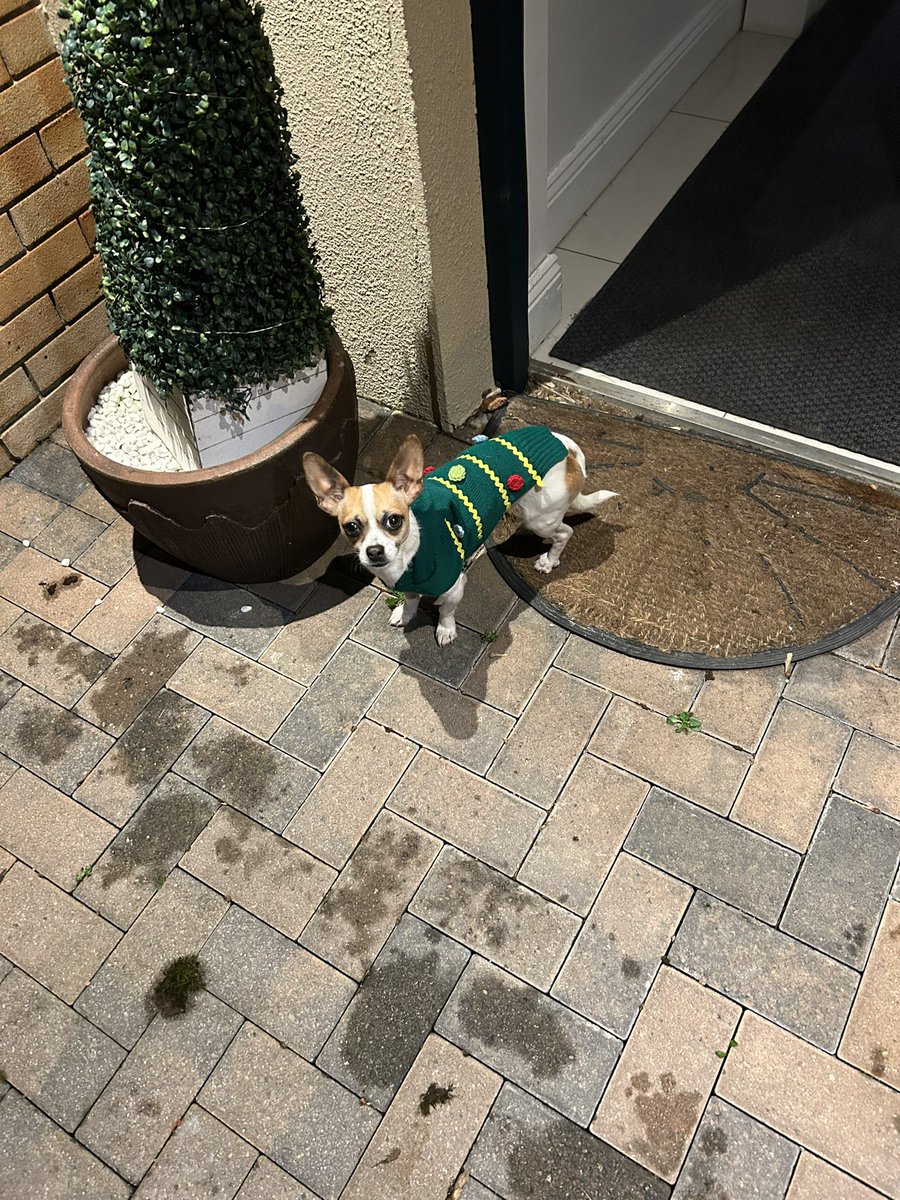 murfogram's tweet photo. Penny has got her Christmas outfit on. Happy Christmas everyone #christmas #jackchi https://t.co/JYoBPlomZl