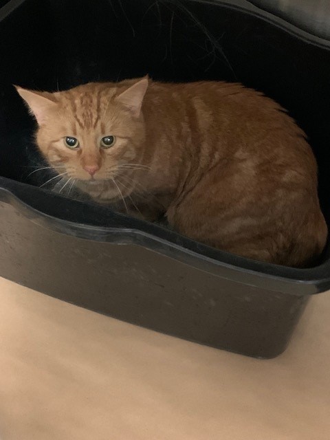 PetfindToronto's tweet photo. #SILVERSTONE #200BLOCK Pls RT2unite #FOUND #CAT- 22-Dec-23 #Toronto Animal Services A0966837 #WEST 416-338-6271 ORG TABBY DSH ?Age https://t.co/tIXRS7D1zM