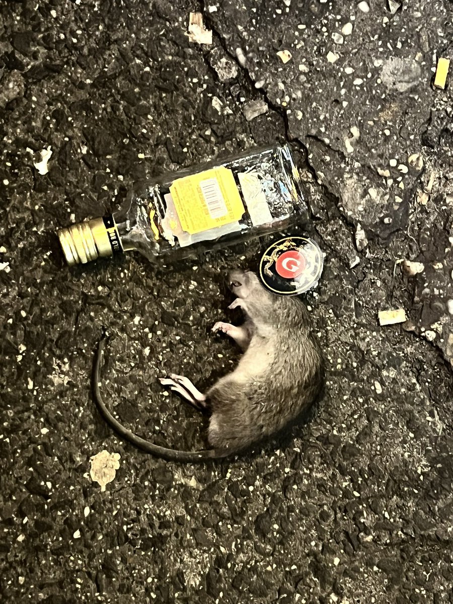 smolbeansara's tweet photo. Master splinter got a lil too lit last night https://t.co/5ExY0DkqQX